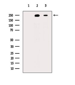 Invitrogen Phospho-MYH9 (Ser1943) Polyclonal Antibody 100 &mu;L; Unconjugated:Antibodies,