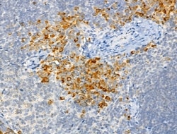 Invitrogen Phospho-c-Mpl (Tyr626) Polyclonal Antibody 100 &mu;L; Unconjugated:Antibodies,