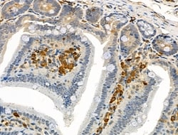 Invitrogen Phospho-c-Mpl (Tyr626) Polyclonal Antibody 100 &mu;L; Unconjugated:Antibodies,