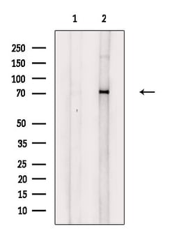 Invitrogen Phospho-Syk (Tyr352) Polyclonal Antibody 100 μL; Unconjugated:Antibodies,
