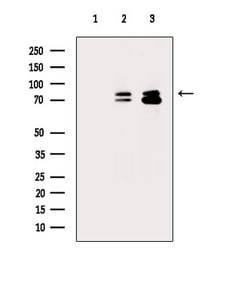 Invitrogen Phospho-NUMB (Ser276) Polyclonal Antibody 100 μL; Unconjugated:Antibodies,