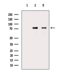 Invitrogen Phospho-IRAK1 (Thr100) Polyclonal Antibody 100 &mu;L; Unconjugated:Antibodies,