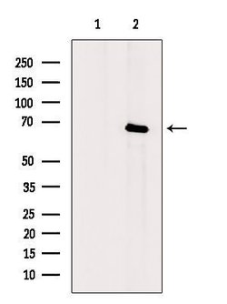 Invitrogen Phospho-IRAK1 (Thr100) Polyclonal Antibody 100 &mu;L; Unconjugated:Antibodies,