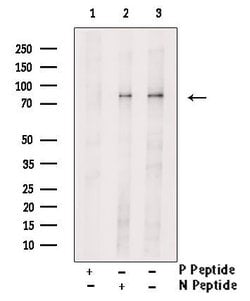 Invitrogen Phospho-IRAK1 (Thr209) Polyclonal Antibody 100 &mu;L; Unconjugated:Antibodies,