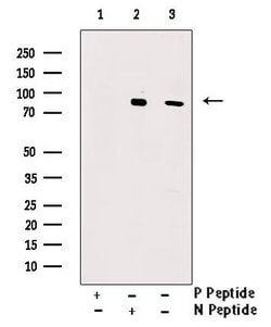 Invitrogen Phospho-IRAK1 (Thr387) Polyclonal Antibody 100 &mu;L; Unconjugated:Antibodies,