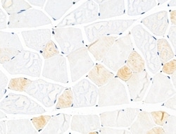 Invitrogen Phospho-KIF11 (Thr926) Polyclonal Antibody 100 &mu;L; Unconjugated:Antibodies,