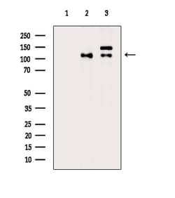 Invitrogen Phospho-KIF11 (Thr926) Polyclonal Antibody 100 &mu;L; Unconjugated:Antibodies,
