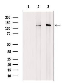 Invitrogen Phospho-KIF11 (Thr926) Polyclonal Antibody 100 &mu;L; Unconjugated:Antibodies,