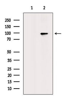 Invitrogen Phospho-VCP (Ser352) Polyclonal Antibody 100 &mu;L | Buy Online | Invitrogen&trade; | Fisher Scientific