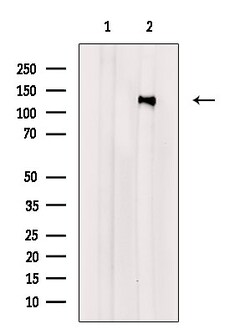 Invitrogen Phospho-p130Cas (Tyr165) Polyclonal Antibody 100 &mu;L; Unconjugated:Antibodies,
