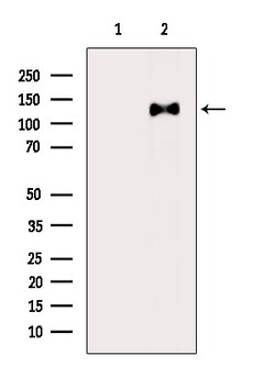 Invitrogen Phospho-p130Cas (Tyr165) Polyclonal Antibody 100 &mu;L; Unconjugated:Antibodies,