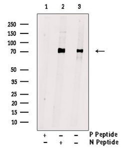 Invitrogen Phospho-STXBP1 (Ser313) Polyclonal Antibody 100 &mu;L | Buy Online | Invitrogen&trade; | Fisher Scientific