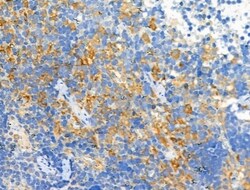 Invitrogen Phospho-PLCB3 (Ser537) Polyclonal Antibody 100 &mu;L; Unconjugated:Antibodies,