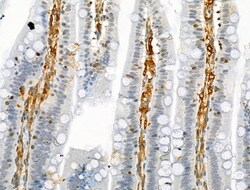 Invitrogen Phospho-PLCB3 (Ser537) Polyclonal Antibody 100 &mu;L; Unconjugated:Antibodies,