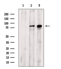 Invitrogen Phospho-PKC delta (Ser645) Polyclonal Antibody 100 &mu;L | Buy Online | Invitrogen&trade; | Fisher Scientific