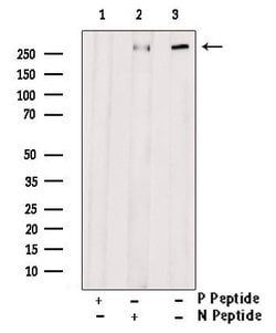 Invitrogen Phospho-53BP1 (Ser1618) Polyclonal Antibody 100 μL; Unconjugated:Antibodies,