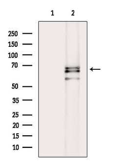 Invitrogen Phospho-PAK1/PAK2 (Thr423, Thr402) Polyclonal Antibody 100 &mu;L | Buy Online | Invitrogen&trade; | Fisher Scientific