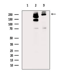 Invitrogen Phospho-ATR (Thr1989) Polyclonal Antibody 100 &mu;L; Unconjugated:Antibodies,