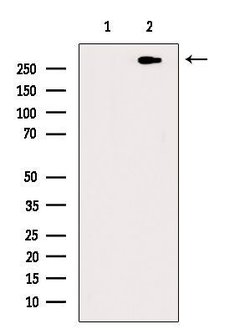 Invitrogen Phospho-ATR (Thr1989) Polyclonal Antibody 100 &mu;L; Unconjugated:Antibodies,