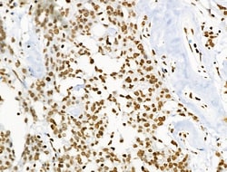 Invitrogen Phospho-BRK (Tyr447) Polyclonal Antibody 100 &mu;L; Unconjugated:Antibodies,