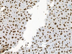 Invitrogen Phospho-BRK (Tyr447) Polyclonal Antibody 100 &mu;L; Unconjugated:Antibodies,