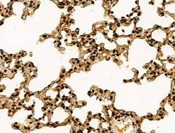 Invitrogen Phospho-BRK (Tyr447) Polyclonal Antibody 100 &mu;L; Unconjugated:Antibodies,