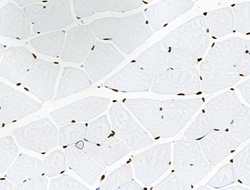 Invitrogen Phospho-BRK (Tyr447) Polyclonal Antibody 100 &mu;L; Unconjugated:Antibodies,