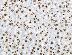 Invitrogen Phospho-BRK (Tyr447) Polyclonal Antibody 100 &mu;L; Unconjugated:Antibodies,