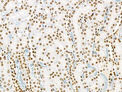 Invitrogen Phospho-BRK (Tyr447) Polyclonal Antibody 100 &mu;L; Unconjugated:Antibodies,