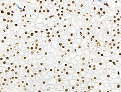 Invitrogen Phospho-BRK (Tyr447) Polyclonal Antibody 100 &mu;L; Unconjugated:Antibodies,