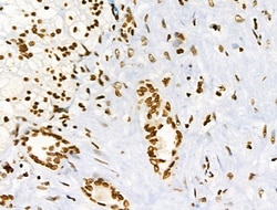 Invitrogen Phospho-BRK (Tyr447) Polyclonal Antibody 100 &mu;L; Unconjugated:Antibodies,