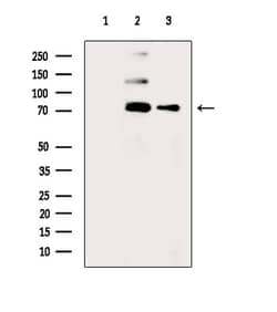 Invitrogen Phospho-BRK (Tyr447) Polyclonal Antibody 100 &mu;L; Unconjugated:Antibodies,