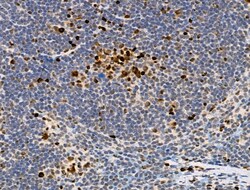 Invitrogen Phospho-RUNX2 (Ser340) Polyclonal Antibody 100 &mu;L; Unconjugated:Antibodies,