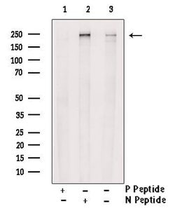 Invitrogen Phospho-SCRIB (Ser1220) Polyclonal Antibody 100 &mu;L; Unconjugated:Antibodies,
