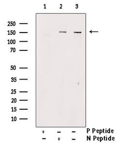 Invitrogen Phospho-SMC1 (Ser360) Polyclonal Antibody 100 &mu;L | Buy Online | Invitrogen&trade; | Fisher Scientific