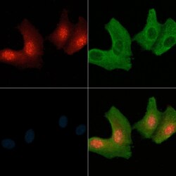 Invitrogen Phospho-ErbB4 (Tyr984) Polyclonal Antibody 100 &mu;L; Unconjugated:Antibodies,