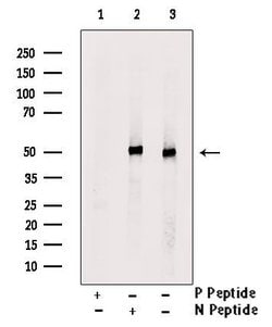 Invitrogen Phospho-IRF4 (Tyr122, Tyr125) Polyclonal Antibody 100 &mu;L;