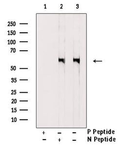 Invitrogen Phospho-CD226 (Ser329) Polyclonal Antibody 100 &mu;L; Unconjugated:Antibodies,