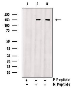 Invitrogen Phospho-GKAP1 (Ser25) Polyclonal Antibody 100 &mu;L; Unconjugated:Antibodies,