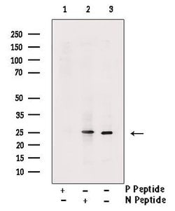 Invitrogen Phospho-MOB4A (Thr12) Polyclonal Antibody 100 &mu;L; Unconjugated:Antibodies,