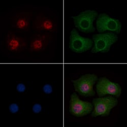 Invitrogen Phospho-MOB4A (Thr35) Polyclonal Antibody 100 μL; Unconjugated:Antibodies,
