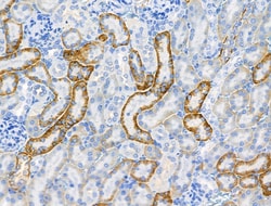 Invitrogen Phospho-NEDD4L (Ser342) Polyclonal Antibody 100 &mu;L; Unconjugated:Antibodies,