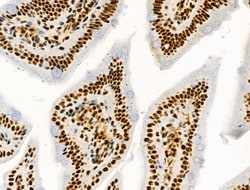 Invitrogen Phospho-MNK1 (Thr250, Thr255) Polyclonal Antibody 100 μL;