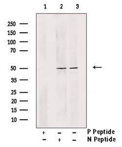 Invitrogen Phospho-MNK1 (Thr250, Thr255) Polyclonal Antibody 100 μL;