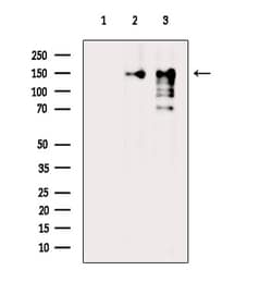Invitrogen Phospho-CARD11 (Ser652) Polyclonal Antibody 100 &mu;L | Buy Online | Invitrogen&trade; | Fisher Scientific