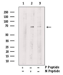 Invitrogen Phospho-RANBP3 (Ser126) Polyclonal Antibody 100 &mu;L | Buy Online | Invitrogen&trade; | Fisher Scientific