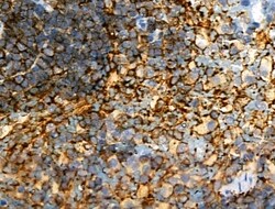 Invitrogen Phospho-DAPP1 (Tyr139) Polyclonal Antibody 100 &mu;L; Unconjugated:Antibodies,