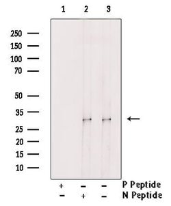 Invitrogen Phospho-DAPP1 (Tyr139) Polyclonal Antibody 100 &mu;L; Unconjugated:Antibodies,