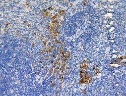 Phospho-GAB2 (Ser159) Polyclonal Antibody:Antibodies, Polyclonal