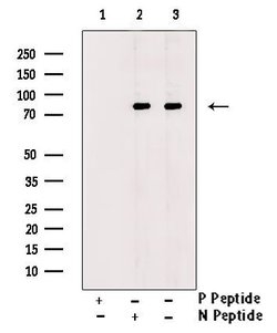 Phospho-GAB2 (Ser159) Polyclonal Antibody:Antibodies, Polyclonal